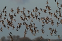 Black-tailed godwit